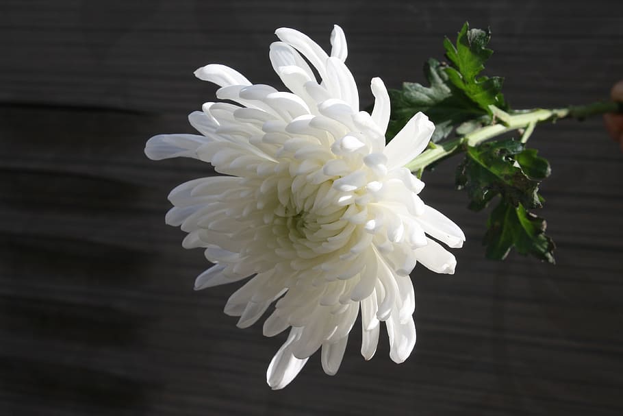 a white chrysanthemum