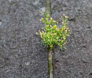 Small yellow and green flowers growing out of a crack in the concrete