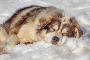 a dog with a winter-friendly fur coat asleep in the snow