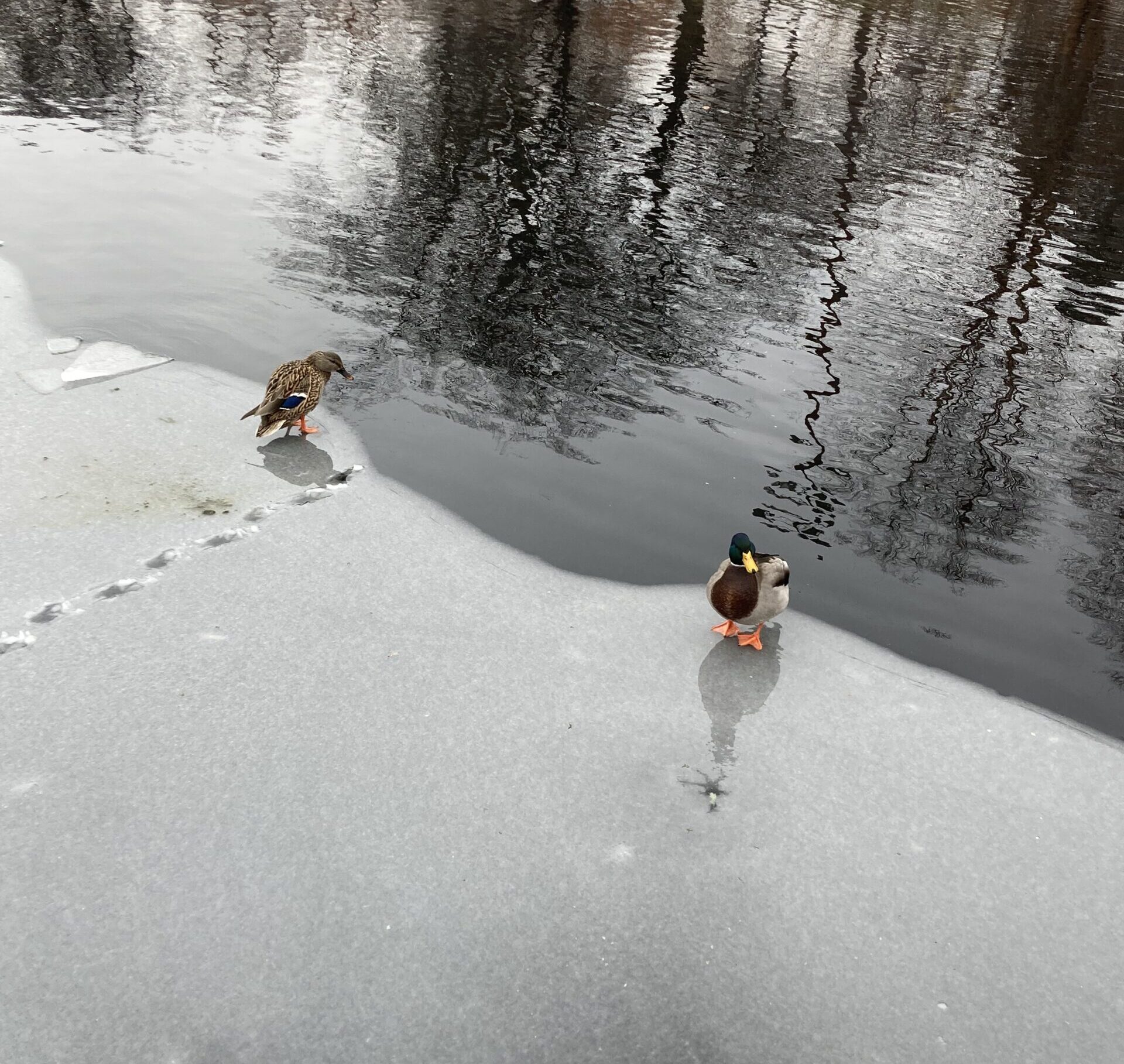 Two ducks standing on the edge of a frozen section of the lake