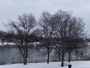 A group of winter trees on snowy ground that have lost their leaves in the foreground of a lake beginning to freeze